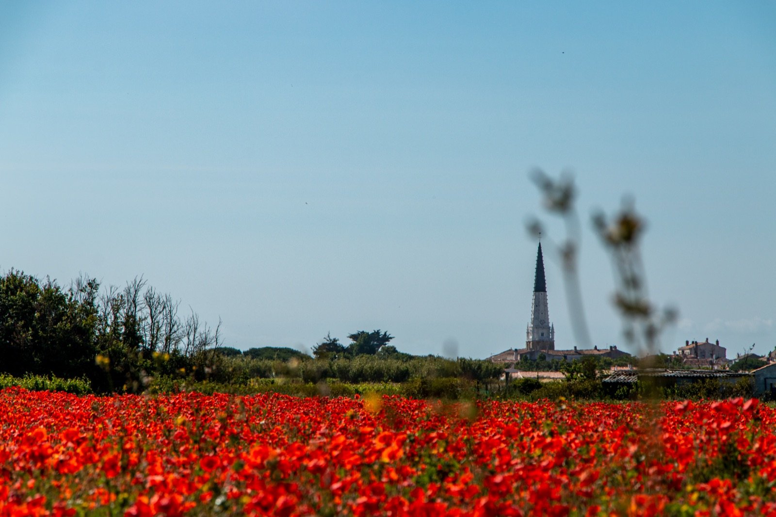 Champ de coquelicots et église au village — TéléVista